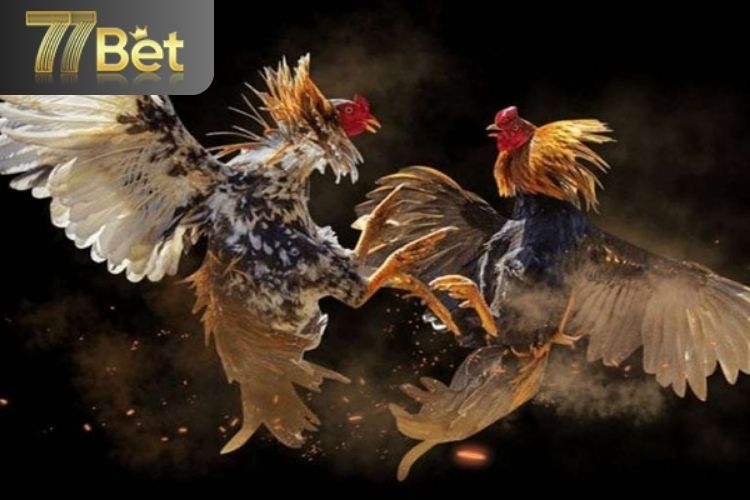Những hình thức đá gà tại 77bet