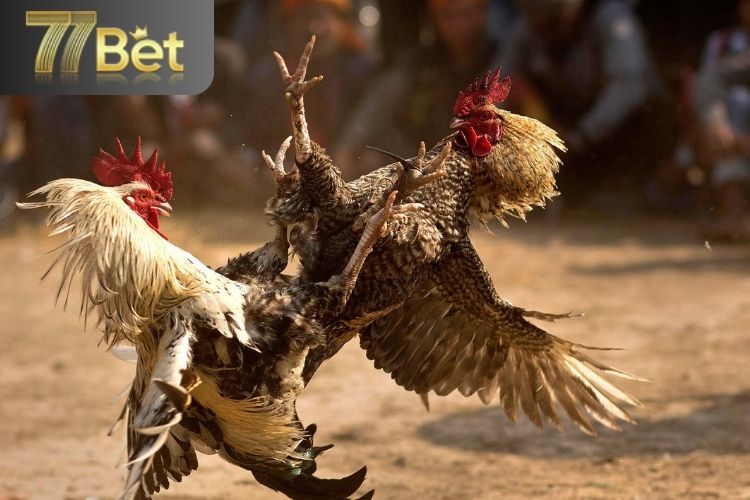 Ưu điểm khi tham gia đá gà tại 77bet
